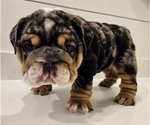 Small Photo #2 English Bulldog Puppy For Sale in SAINT CHARLES, IL, USA