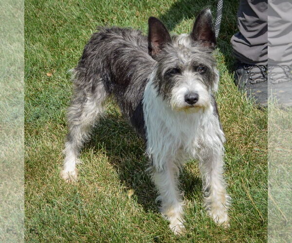 Medium Photo #3 Mutt Puppy For Sale in Huntley, IL, USA
