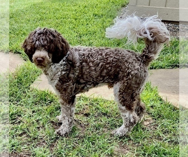 Medium Photo #1 Portuguese Water Dog Puppy For Sale in BAYTOWN, TX, USA
