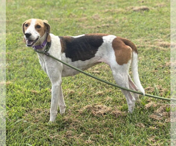 Medium Photo #1 Mutt Puppy For Sale in Virginia Beach, VA, USA