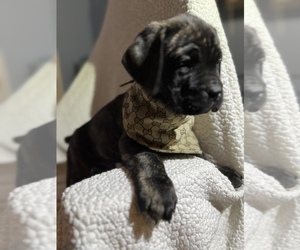 Cane Corso Puppy for Sale in SACRAMENTO, California USA
