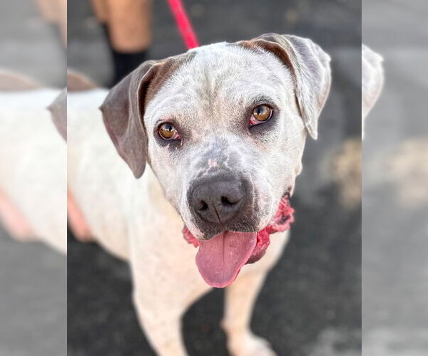 Medium Photo #5 Bulloxer Puppy For Sale in Lake Forest, CA, USA