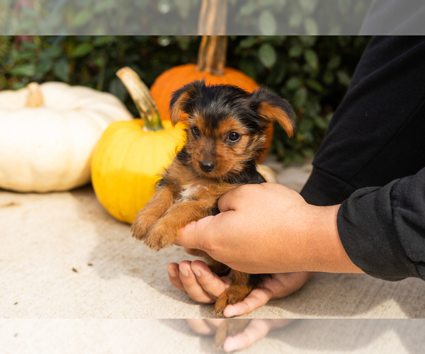 Medium Photo #2 Yorkshire Terrier Puppy For Sale in NAPPANEE, IN, USA