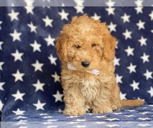 Medium Goldendoodle