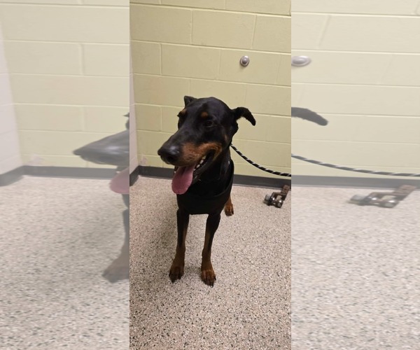 Medium Photo #2 Doberman Pinscher Puppy For Sale in Buffalo, MN, USA