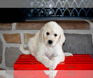 Goldendoodle Puppy for sale in FLORA, IL, USA