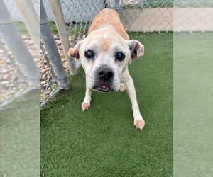 Pug-Unknown Mix Dogs for adoption in Texas City, TX, USA