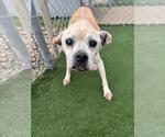 Small Pug Mix