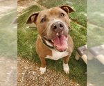 Small #9 American Pit Bull Terrier Mix