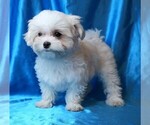 Image preview for Ad Listing. Nickname: Jax