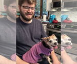 Small #13 Chihuahua Mix