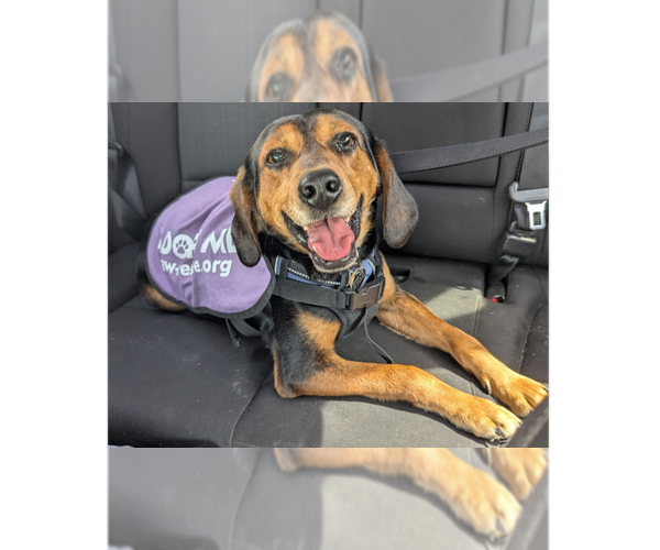 Medium Photo #4 Beagle-Unknown Mix Puppy For Sale in Greenbelt, MD, USA