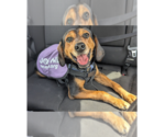 Small #3 Beagle Mix