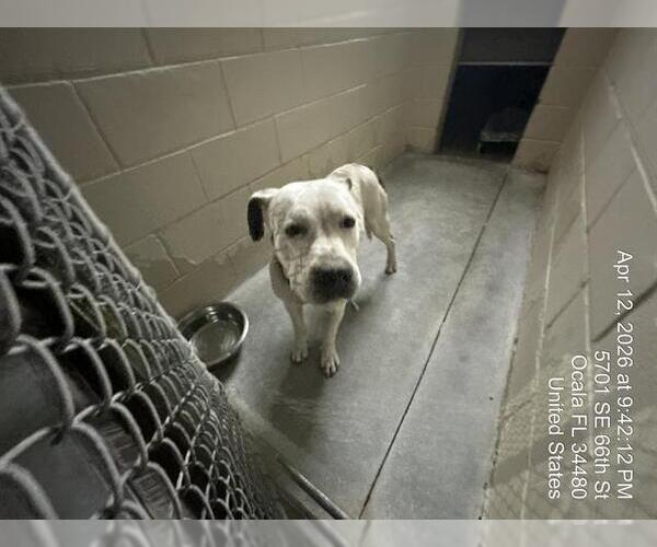 Medium Photo #1 American Pit Bull Terrier Puppy For Sale in Ocala, FL, USA