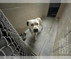American Pit Bull Terrier Dogs for adoption in Ocala, FL, USA