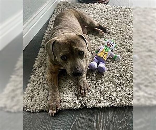 Medium Photo #4 Dachshund-Unknown Mix Puppy For Sale in Dana Point, CA, USA