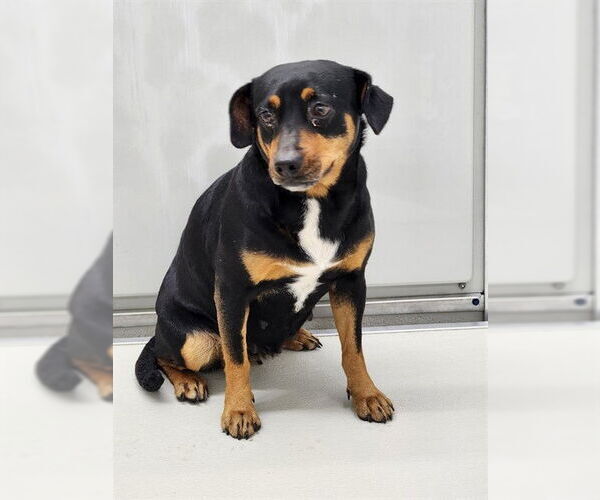 Medium Photo #1 Beagle-Unknown Mix Puppy For Sale in Temple, TX, USA