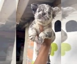 Small #2 French Bulldog