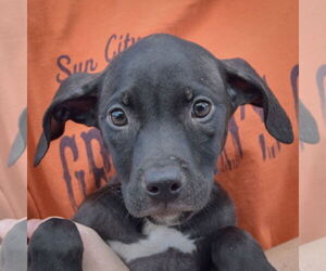 American Staffordshire Terrier-Unknown Mix Dogs for adoption in Huntley, IL, USA