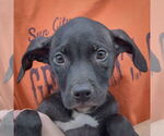 Small American Staffordshire Terrier Mix