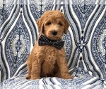 Small Photo #13 Goldendoodle-Poodle (Standard) Mix Puppy For Sale in LAKELAND, FL, USA