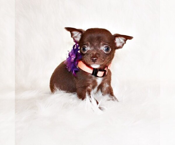 Medium Photo #98 Chihuahua Puppy For Sale in CHARLESTON, AR, USA