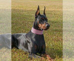 Mother of the Doberman Pinscher puppies born on 10/20/2025
