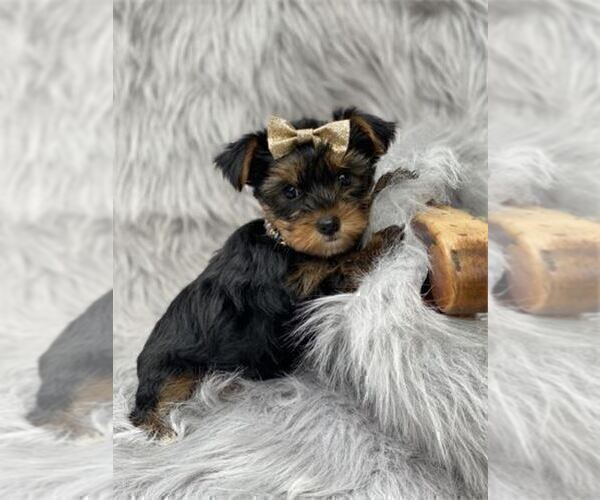 Medium Photo #11 Yorkshire Terrier Puppy For Sale in VERO BEACH, FL, USA