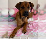 Small #3 Puggle