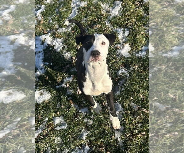 Medium Photo #3 American Pit Bull Terrier-Unknown Mix Puppy For Sale in Germantown, OH, USA