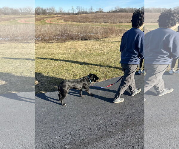 Medium Photo #6 Labrador Retriever-Unknown Mix Puppy For Sale in Wheaton, IL, USA