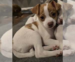 Chihuahua Puppy for sale in OREGON, WI, USA