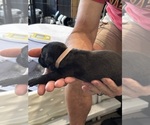 Small Photo #69 Cane Corso Puppy For Sale in REEVESVILLE, SC, USA