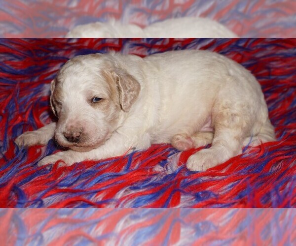 Medium Photo #1 Labradoodle Puppy For Sale in LA HABRA, CA, USA
