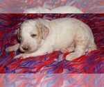 Image preview for Ad Listing. Nickname: apricot parti