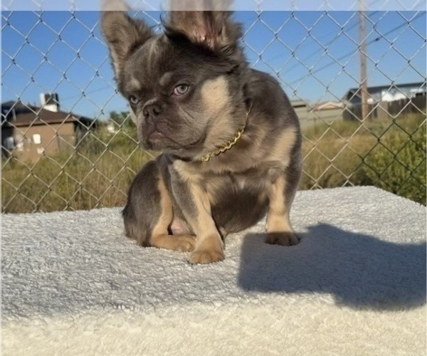 Medium Photo #1 French Bulldog Puppy For Sale in SAN JOSE, CA, USA
