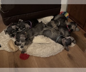Schnauzer (Miniature) Litter for sale in DELAFIELD, WI, USA