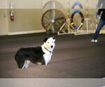 Small Photo #41 Border Collie Puppy For Sale in Highland, IL, USA