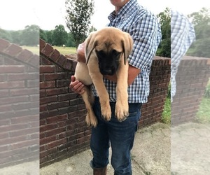 Mastiff Puppy for sale in BLOUNT SPRINGS, AL, USA