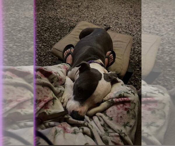 Medium Photo #3 American Pit Bull Terrier-Unknown Mix Puppy For Sale in Oakhurst, NJ, USA