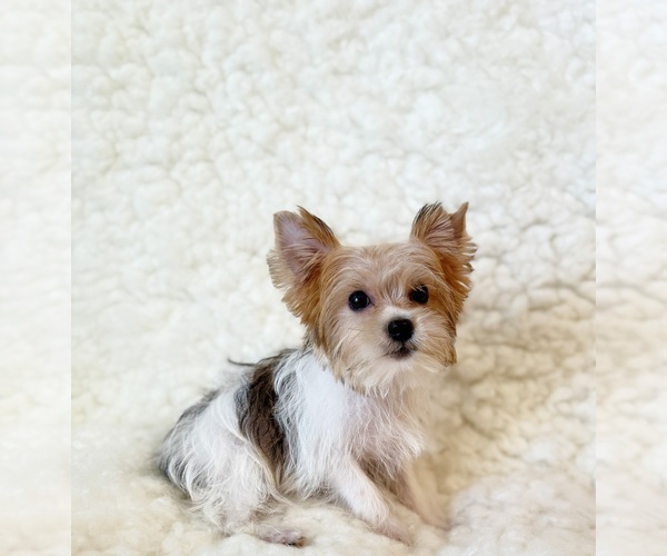 Medium Photo #6 Yorkshire Terrier Puppy For Sale in REDLANDS, CA, USA