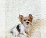 Small #5 Yorkshire Terrier