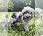 Small #27 Cavapoo (Miniature)