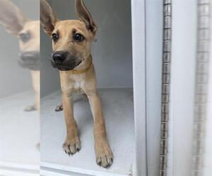 Black Mouth Cur-Carolina Dog Mix Dogs for adoption in Houston, TX, USA