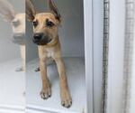 Small Black Mouth Cur-Carolina Dog Mix