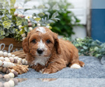 Small Photo #4 Goldendoodle (Miniature) Puppy For Sale in SHIPSHEWANA, IN, USA