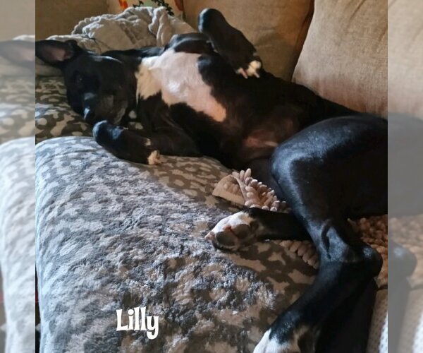 Medium Photo #3 Labrador Retriever-Unknown Mix Puppy For Sale in Vail, AZ, USA