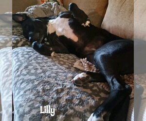 Lilly - Female Labrador Retriever-Unknown Mix Dog for Adoption - Photo #3