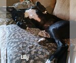 Small Photo #3 Labrador Retriever-Unknown Mix Puppy For Sale in Vail, AZ, USA