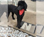 Small #3 Poodle (Standard)